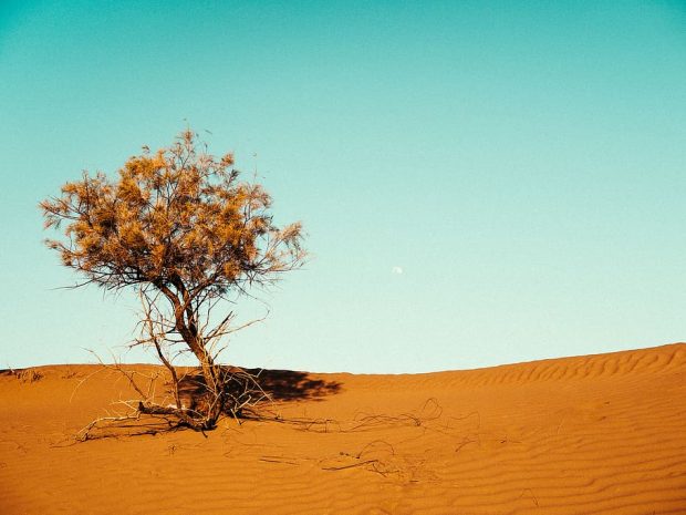 https://www.wallpaperflare.com/vast-desert-with-tree-nature-soil-outdoors-mhamid-morocco-wallpaper-efixf