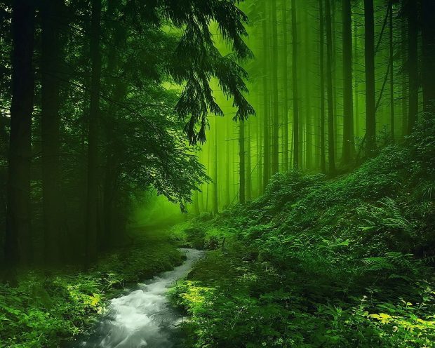 https://wallpaperaccess.com/green-forest-4k