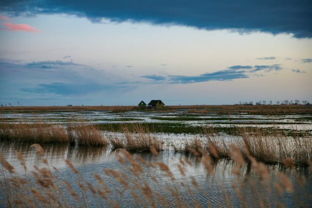 https://www.pexels.com/photo/grass-in-the-middle-of-a-salt-marsh-3923270/