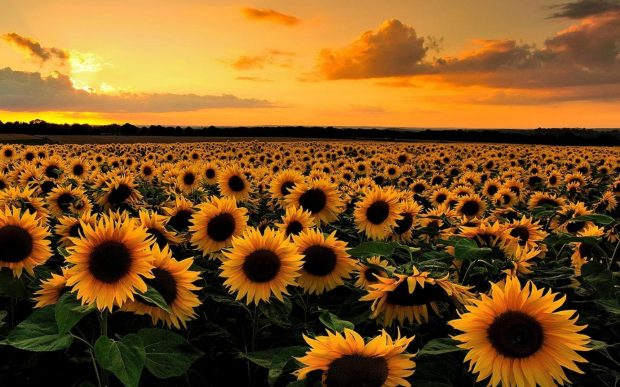 https://wallpaperaccess.com/sunflower-field-sunset