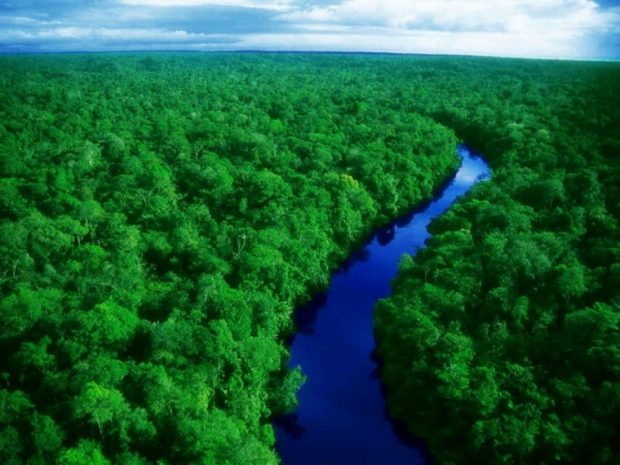 https://wallpapersafari.com/amazon-rainforest-wallpaper