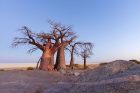 Baobabas. Nature.com nuotr.