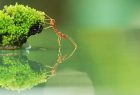https://www.wallpaperflare.com/fire-ant-on-green-grass-near-calm-body-of-water-in-closeup-photo-red-ant-red-ant-wallpaper-mfycf