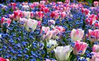 https://wallpapers.com/wallpapers/spring-desktop-tulip-flowers-vg9nfaueo3vbt3ox.html